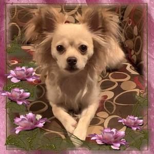 Meet your Posher, Kim